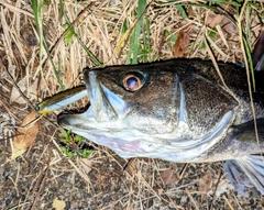 スズキの釣果