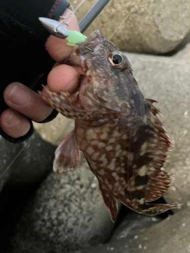 カサゴの釣果