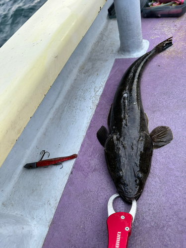 マゴチの釣果