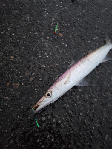 カマスの釣果