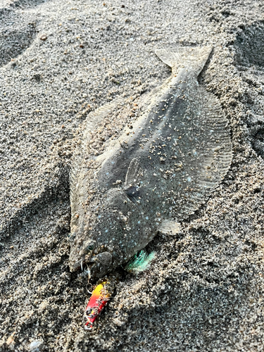 ソゲの釣果