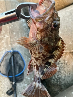 カサゴの釣果