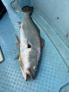 オオニベの釣果