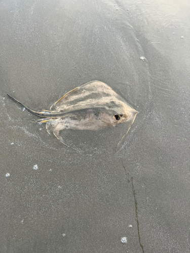 アカエイの釣果