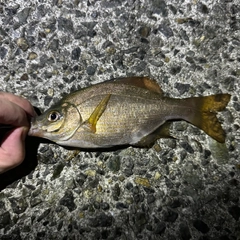 ウミタナゴの釣果