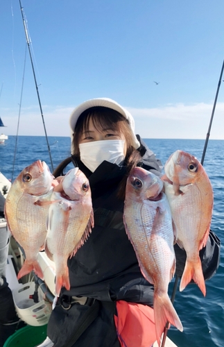 マダイの釣果