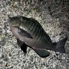 クチブトグレの釣果