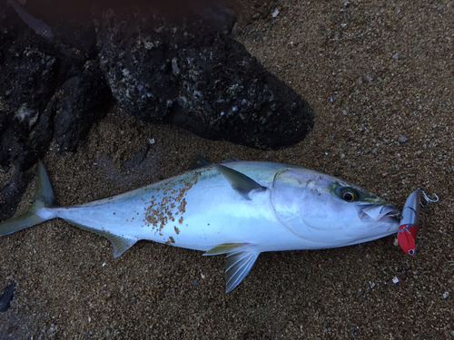 ハマチの釣果