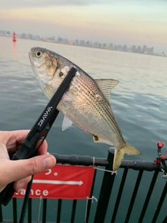 コノシロの釣果