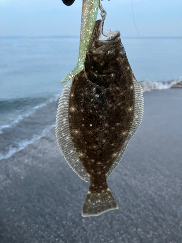 ヒラメの釣果