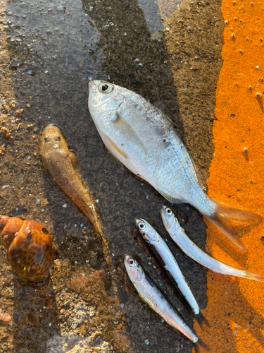 クロサギの釣果