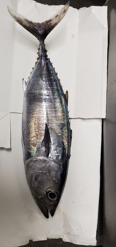 ハガツオの釣果