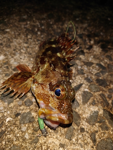 カサゴの釣果