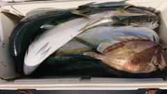 ヤズの釣果