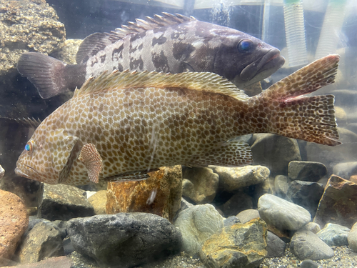 オオモンハタの釣果