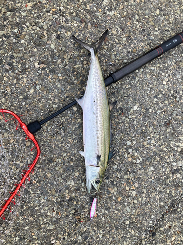 サゴシの釣果