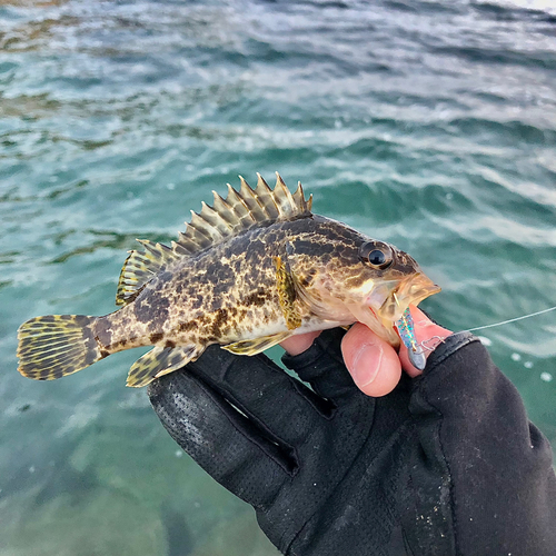 タケノコメバルの釣果