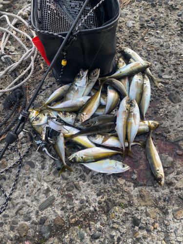 アジの釣果