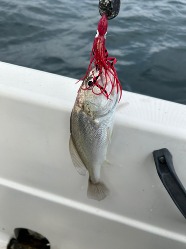 イシモチの釣果