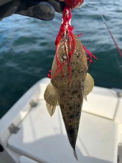 マゴチの釣果