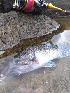 マゾイの釣果