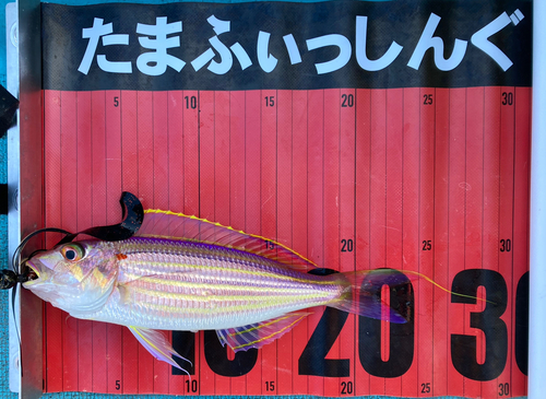 イトヨリダイの釣果