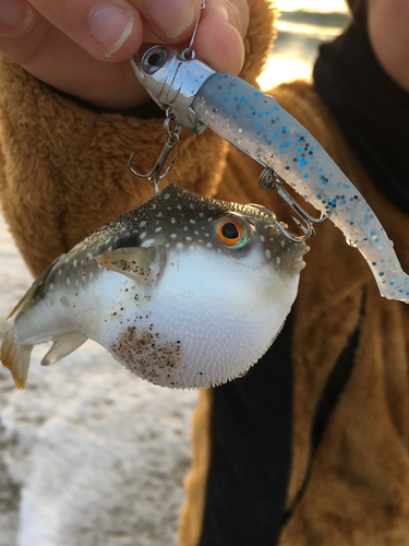 フグの釣果