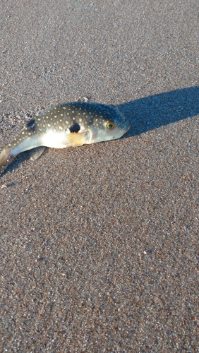 フグの釣果