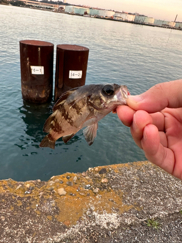 メバルの釣果