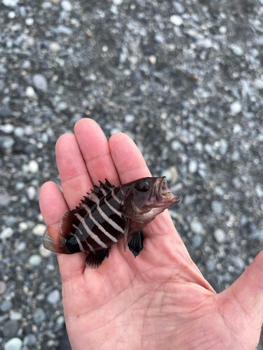 マハタの釣果