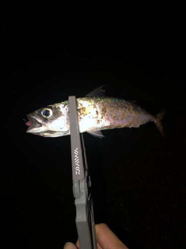 サバの釣果