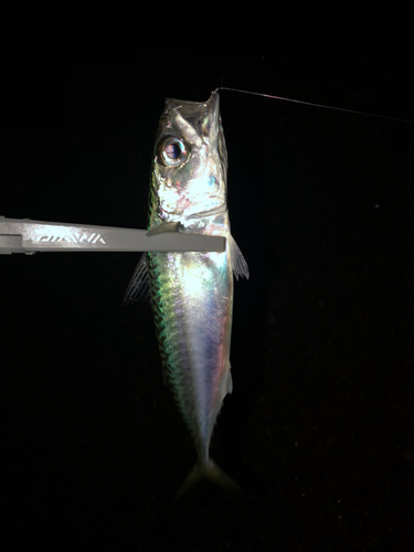 サバの釣果