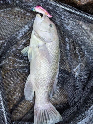 コブダイの釣果