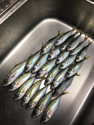 アジの釣果