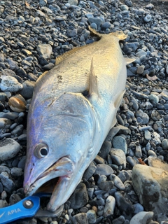 オオニベの釣果