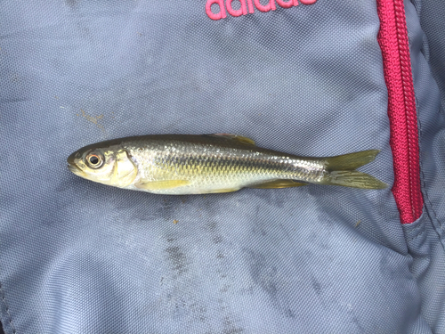 カワムツの釣果