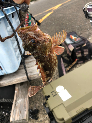 アラカブの釣果