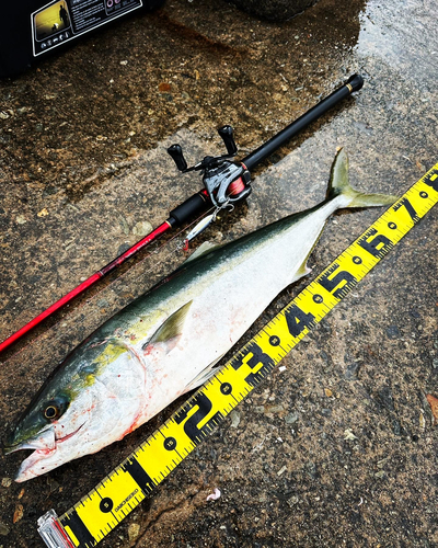 メジロの釣果