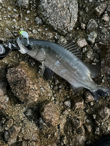 ヒラスズキの釣果