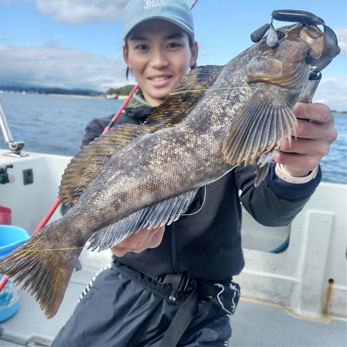 アイナメの釣果