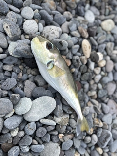 シロサバフグの釣果