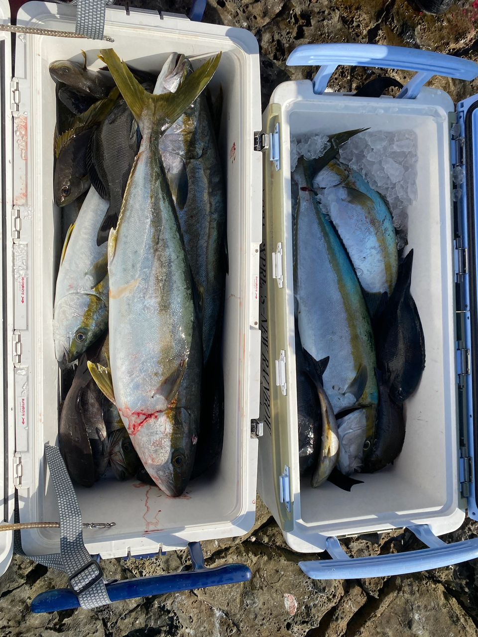 たつアングラーさんの釣果 3枚目の画像