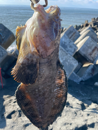 クサウオの釣果