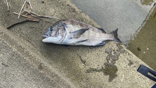 チヌの釣果