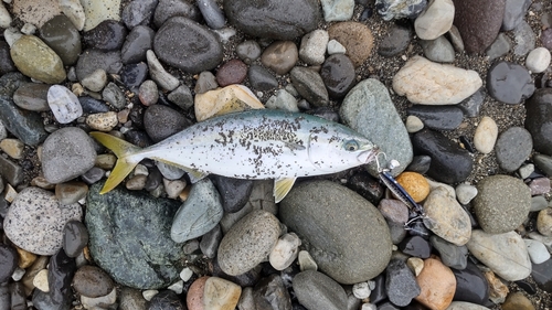 イナダの釣果