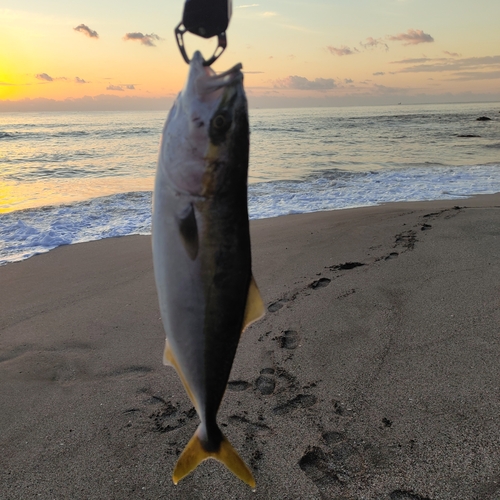 イナダの釣果