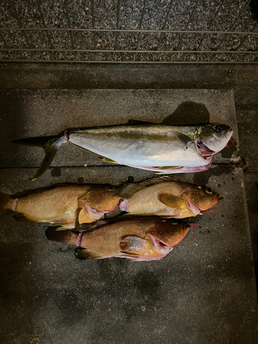 アコウの釣果