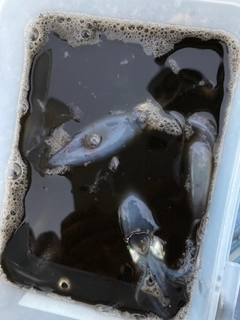 ヒイカの釣果