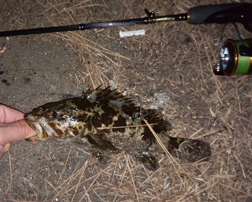 タケノコメバルの釣果