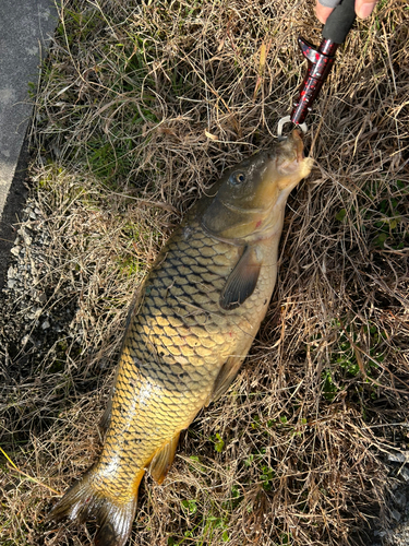 コイの釣果